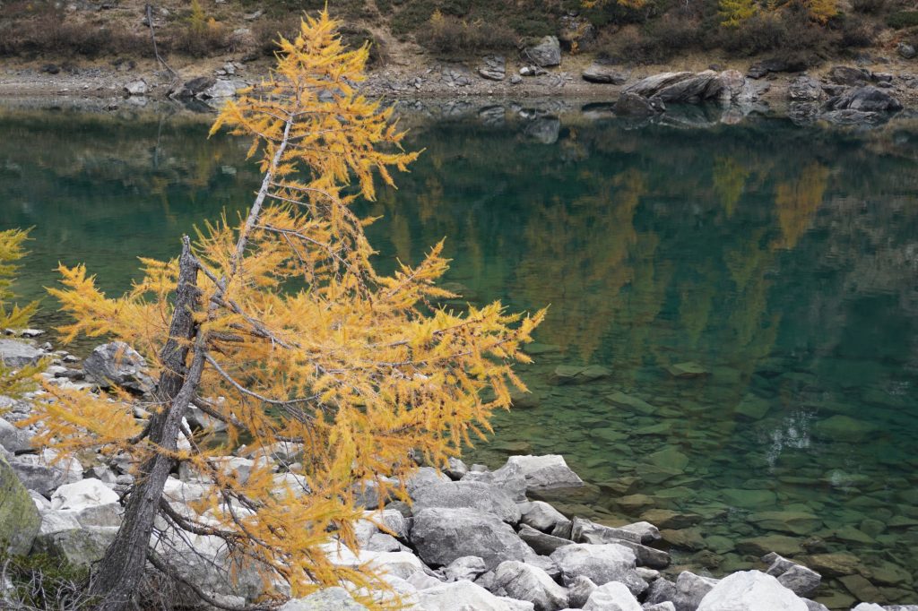 Lago Del Devero I Colori Dell Autunno Trekmi Trekmi